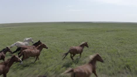 Sweeping-drone-shot-of-a-herd-of-wild-horses-running-in-the-prairie