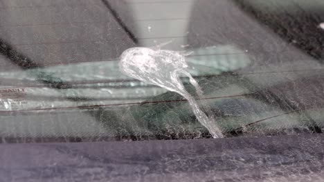 bird droppings on car back window