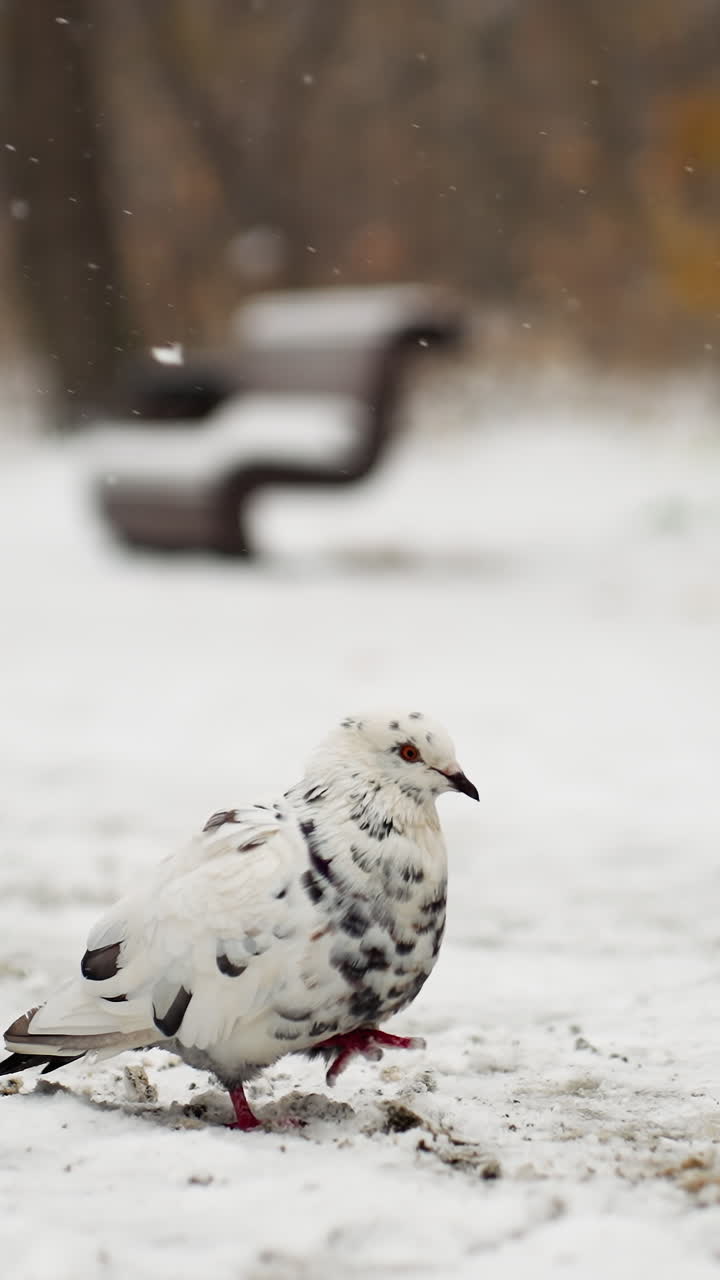 눈 인 땅 위에서 다른 비둘기들과 함께 걸어다니는 얼룩진 비둘기, 그리고 천천히 내리는 눈, 조용한 겨울 풍경을 만니다.