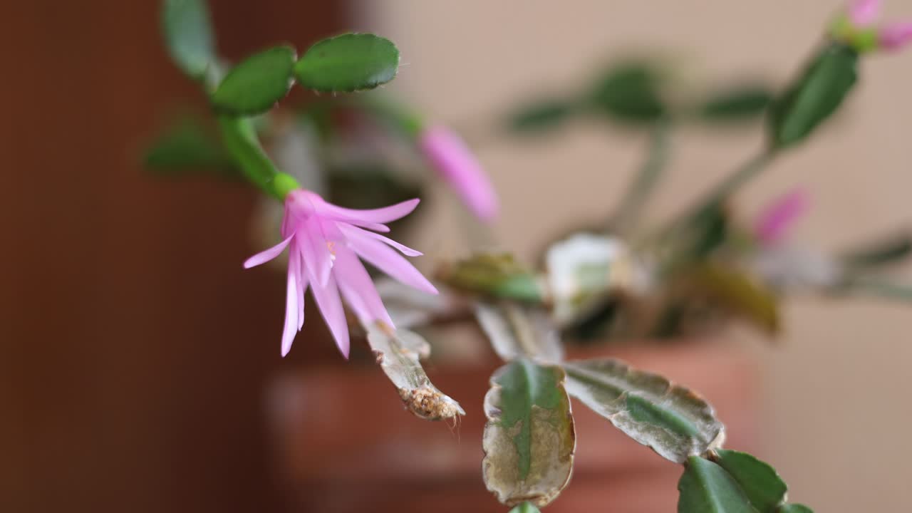 에피피틱 터스 럼베르게라 (epiphytic cactus schlumbergera) 의 꽃이 꽃을 피우는 시간