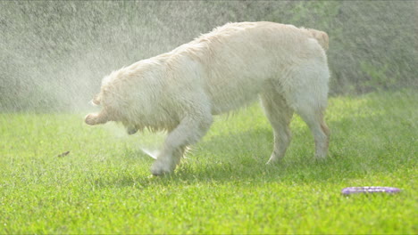golden retriever jugando en el rociador