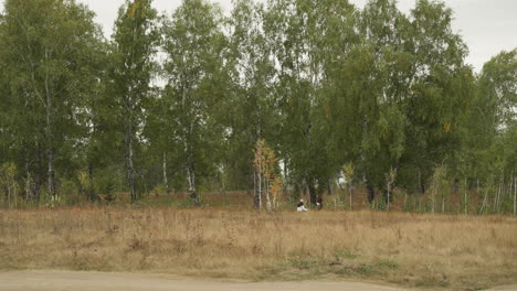 knights train in sword fight in birch grove on cloudy day