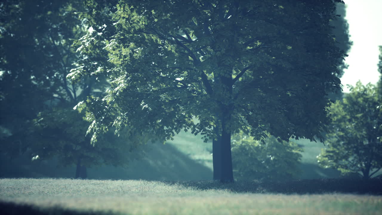 숲 속 에 있는 메이플 잎