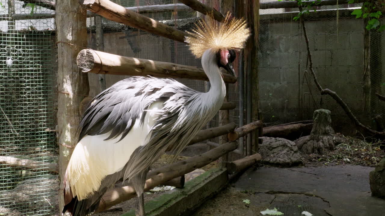 mirando hacia atrás y mirando hacia abajo en el suelo, una pareja de grullas coronadas africanas, balearica regulorum están enjauladas dentro de un zoológico en bangkok, tailandia
