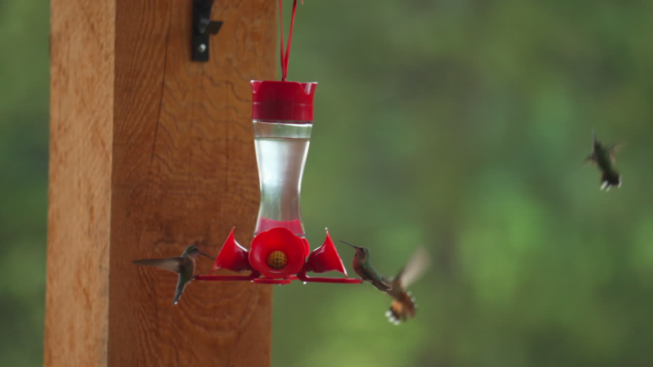 콜로라도 콜리버드 그룹 파티 비행 새 먹이에 착륙 루비 목구 ⁇  루푸스 아름다운 일몰 황금 시간 여름 아스펜 미국 에버그린 베일 동물 자연 영화 속 속속 슬라이더 순환