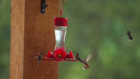 colorado hummingbirds group party in flight landing on bird feeder ruby throated rufous beautiful sunset golden hour summer aspen usa evergreen vail animal nature cinematic slow motion slider circling