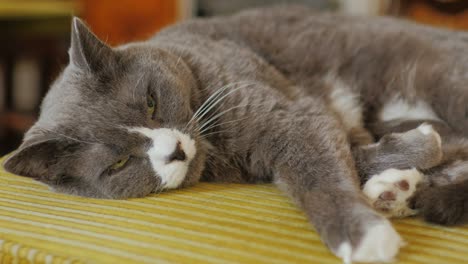 retrato de un gran gato gris. se encuentra en la casa en una silla