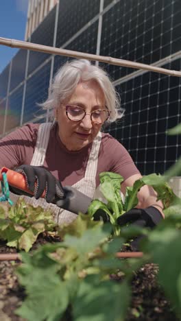 senior woman gardening with solar panels in background
