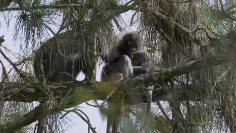 Familia-De-Monos-De-Hojas-Oscuras-Acicalándose-En-Un-Pino-En-El-Bosque