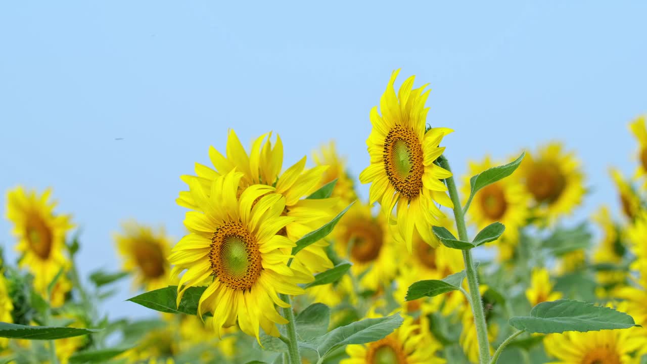 카메라가 으로 보이면서 이 아름다운 꽃과 푸른 하늘을 드러내고, 태국의 일반적인 해바라기 헬리안투스 (helianthus annuus)