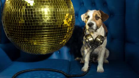 dog disco 4k 15