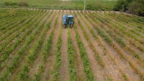 Aerial-dolly-out-view-of-a-blue-grape-harvester-in-a-vineyard-on-a-cloudy-day,-Talagante,-Chile