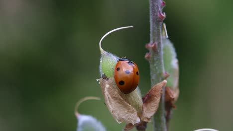 Ein-Siebenfleckiger-Marienkäfer,-Der-Auf-Einem-Samenkopf-Ruht