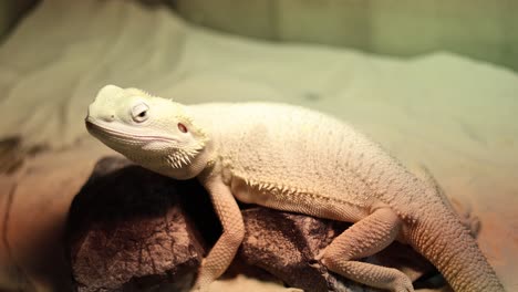 a bearded dragon lizard calmly resting atop a stone.