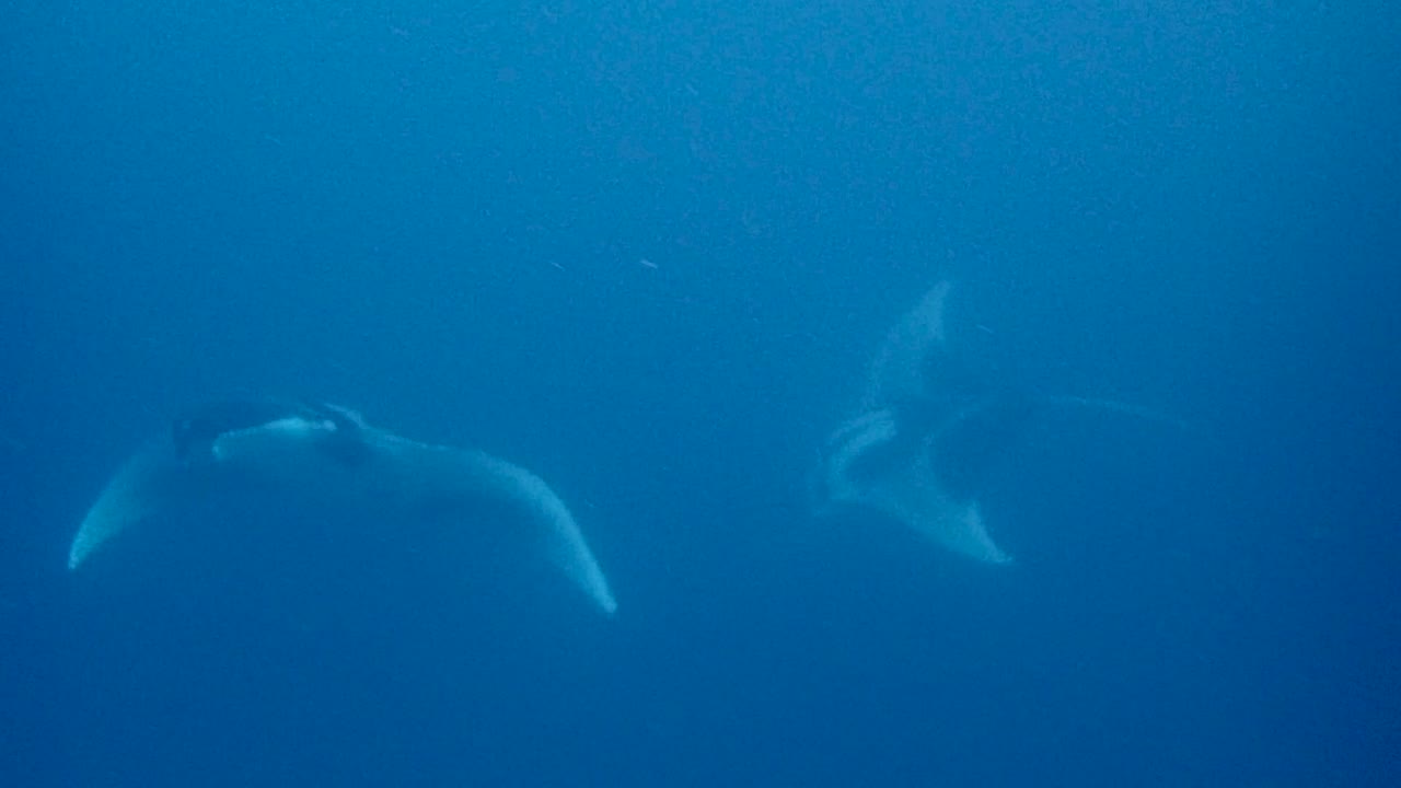 mantarraya oceánica, una de las criaturas más majestuosas de los océanos nadando juntas en el azul y sobre la cámara