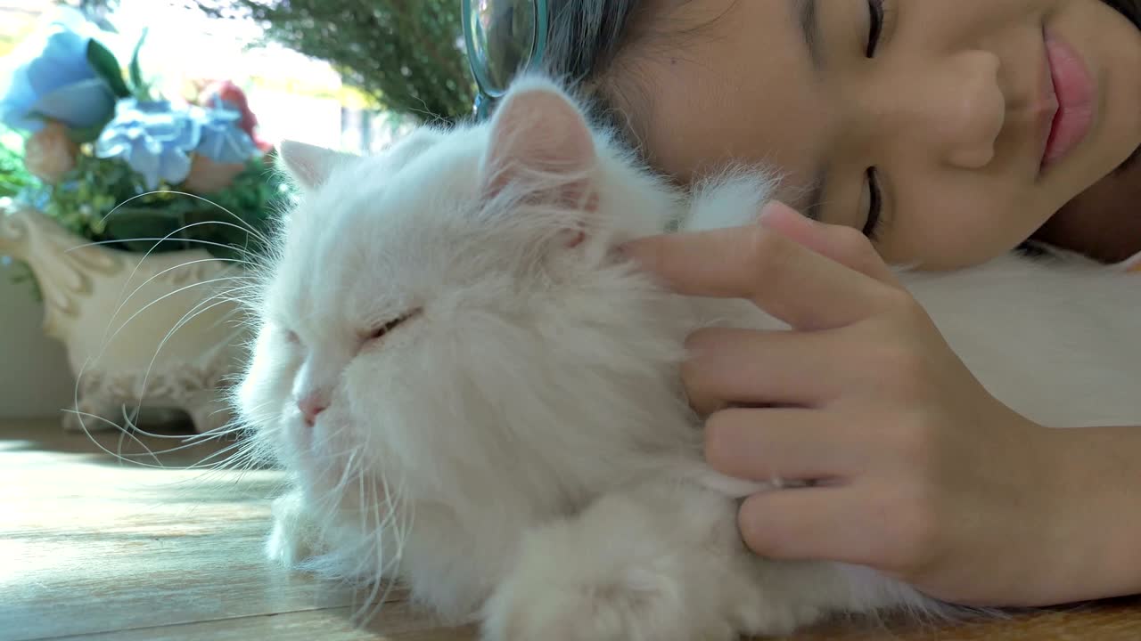 사랑스러운 아시아 소녀가 그녀의 페르시아 고양이와 놀고 있습니다.