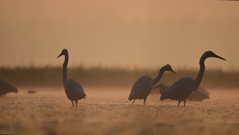 Grandes-Garcetas-Pescando-En-La-Mañana-Nublada-A-Contraluz