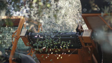 olive harvesting with agricultural machinery
