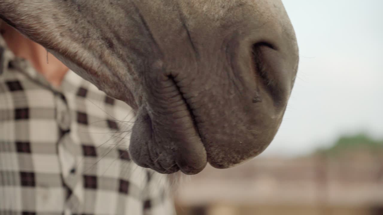 수염 에 매 를 착용 한 말