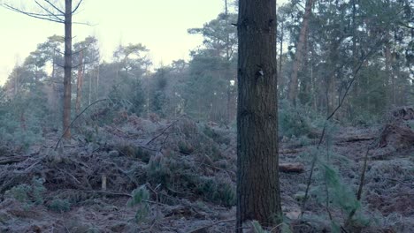 damaged forest after a storm