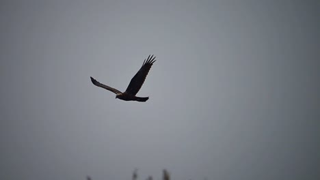 The-Western-marsh-harrier-looking-for-prey-Flying-over-Wetland