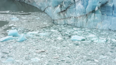 bird flying by glacier and over collapsed ice in ocean water