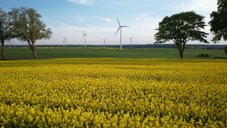 Campo-De-Colza-De-Flores-Amarillas-Y-Granja-De-Turbinas-Eólicas---Empuje-Aéreo-De-ángulo-Bajo