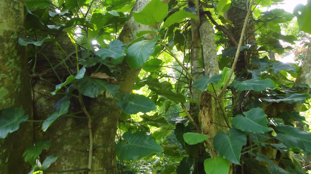 la luz del sol rompiendo a través de minca colombia exuberante bosque denso árboles del bosque
