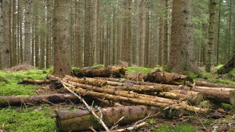 Baumstämme,-Die-In-Einem-Wald-4k-Auf-Dem-Boden-Liegen