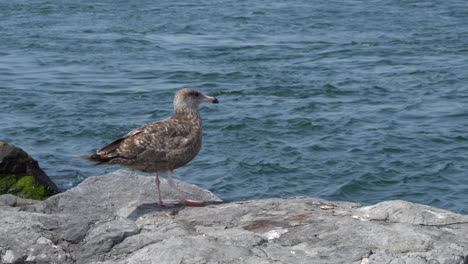 Eine-Möwe-Sitzt-Auf-Einem-Felsen-Mit-Den-Wellen-Des-Ozeans-Im-Hintergrund