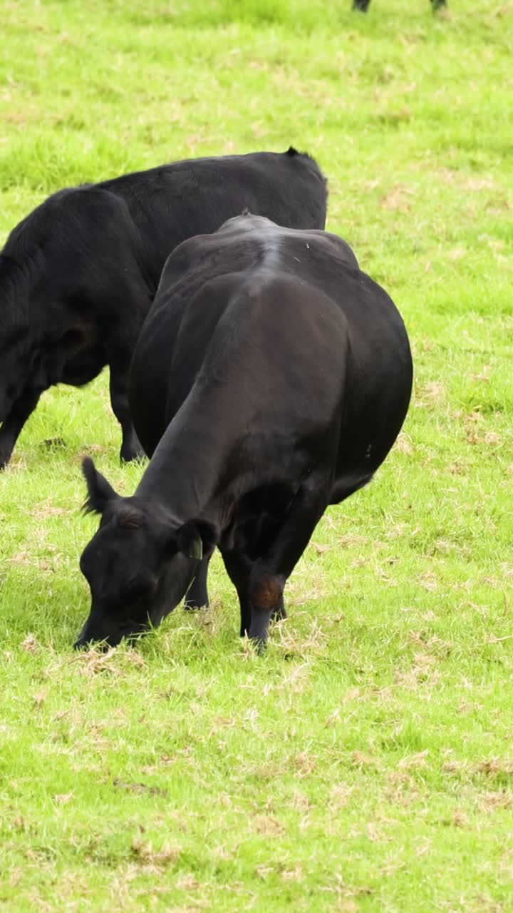 крупный рогатый скот спокойно питается на травяном поле