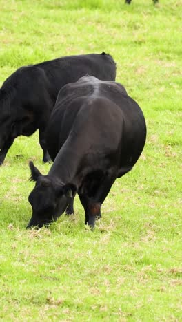 el ganado se alimenta tranquilamente en el campo de hierba