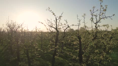 Morning-sun-rays-filters-through-apple-orchard-fruit-trees-in-bloom,-drone-riser