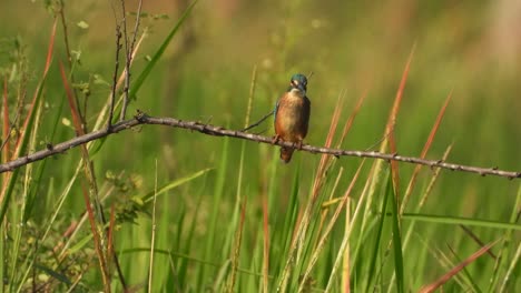 kingfisher in red rice grass