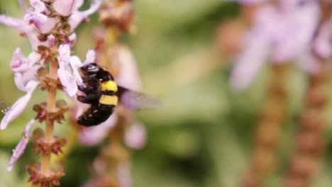 abeja coleccionando néctar de una flor