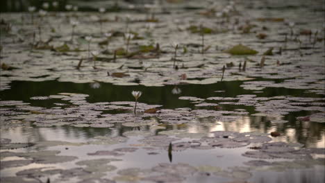 Cámara-Lenta-Una-Escena-Tranquila-De-Un-Estanque-Lleno-De-Nenúfares-Y-Algunas-Abejas-Volando-Alrededor