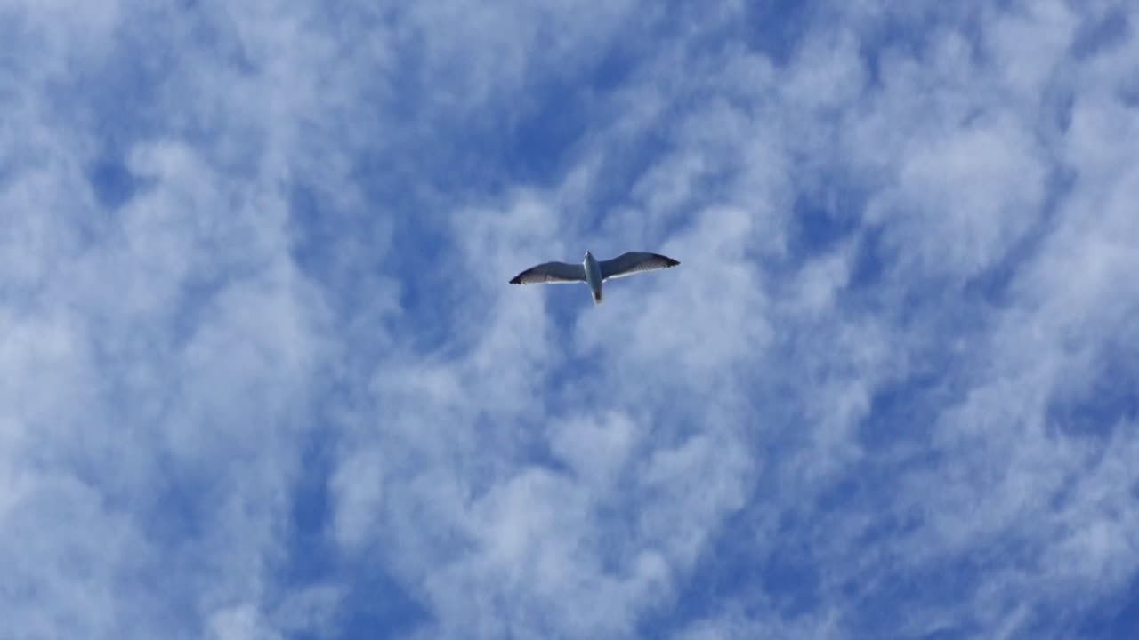 Gabbiano che vola attraverso un cielo blu con nuvole sottili e rifrazione della luce.