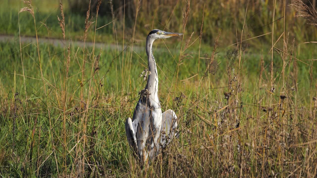 Grey Heron in Grassy Field