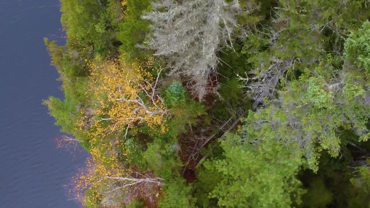 Rives du Mont Tremblant couvertes d'un feuillage vert éclatant, rivière serpentant à travers la vallée tandis qu'un drone descend le long des arbres au bord de l'eau.