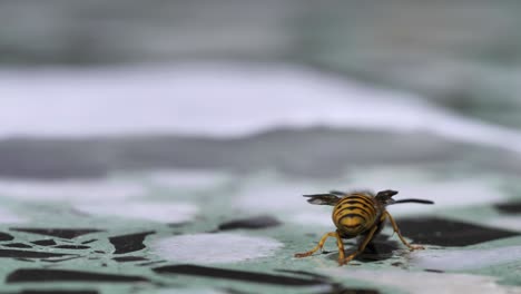 wasp on stone surface cleaning itself and walking around, macro, close up