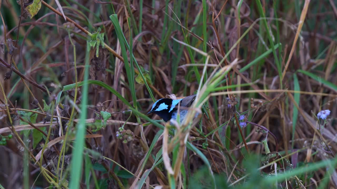 Fairywren in grass