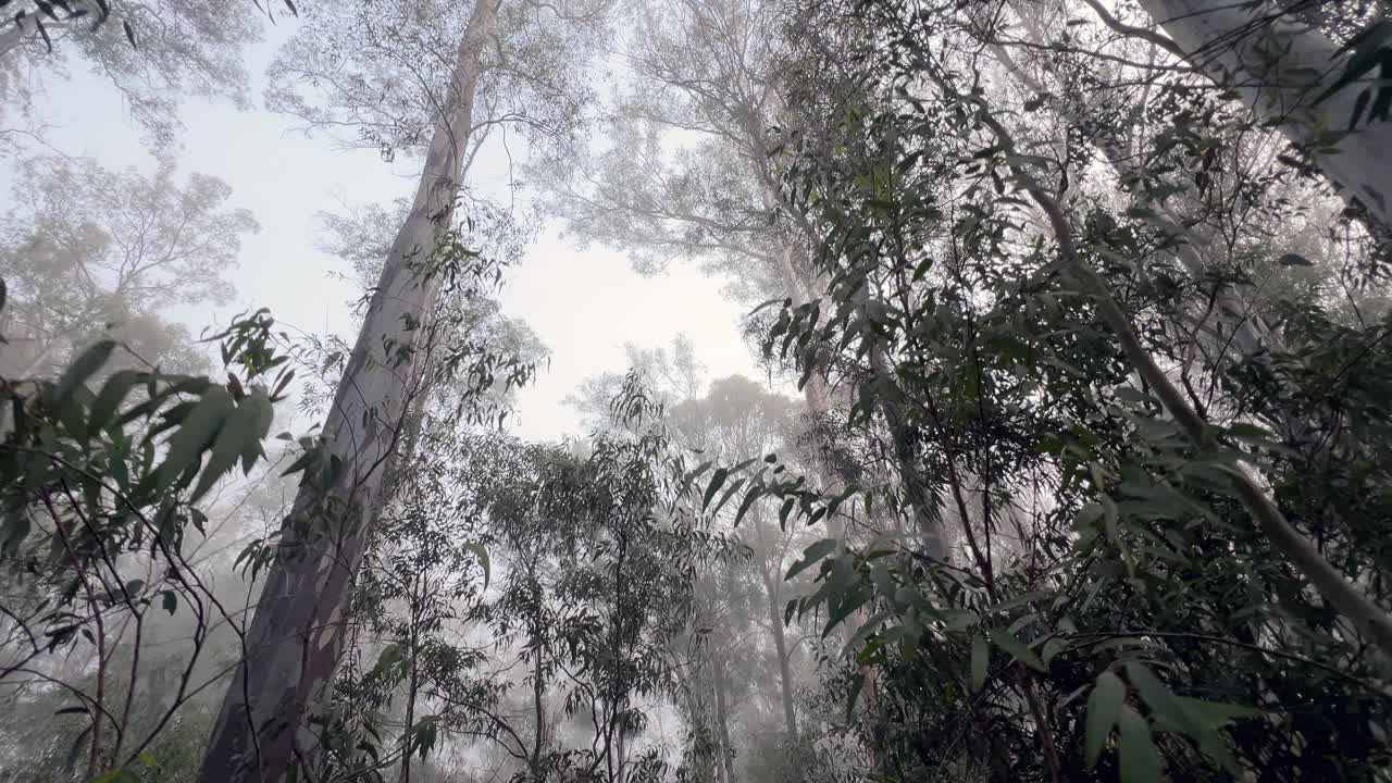 Moving through a very spooky forest with high trees on a tranquil morning