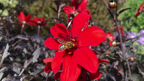 slow motion honey bee on red flower collecting pollen