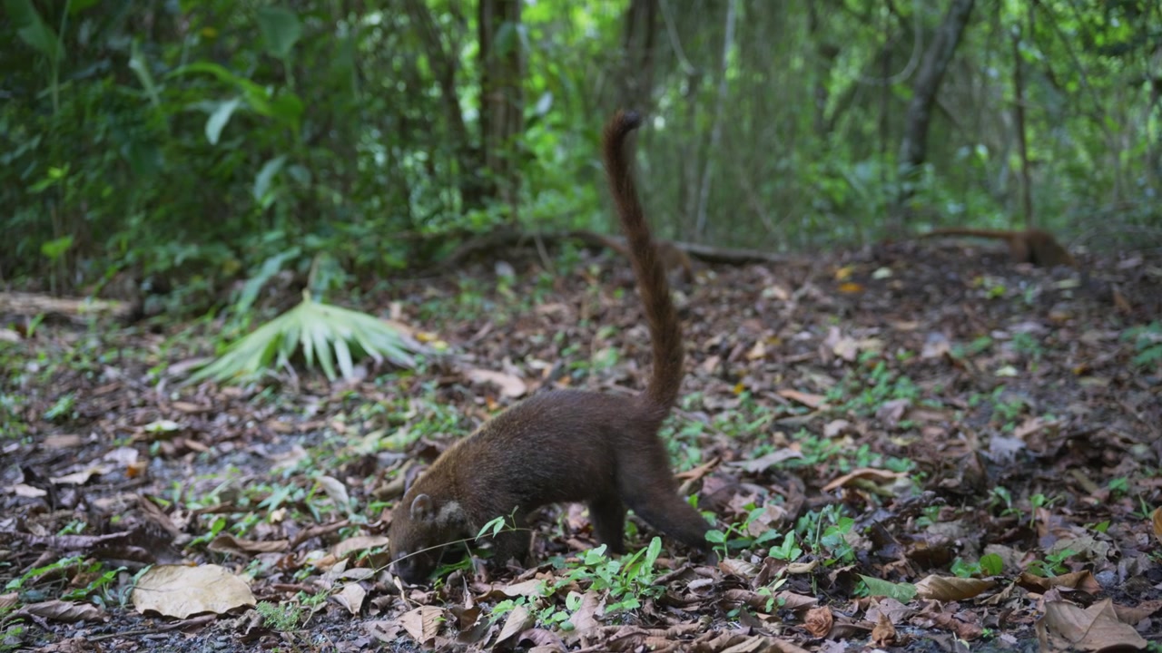 Coati che camminano e cercano cibo nel Parco Naturale Metropolitano di Panama City, Panama