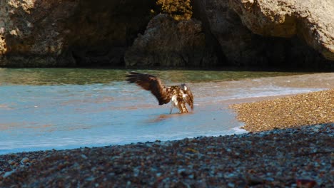 a beautiful osprey bird washing himself on the beach of curacao then flying away - wide shot