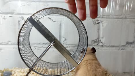 syrian hamster runs in a wheel and plays with its owner, 4k video