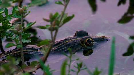 Primer-Plano-De-Los-Ojos-Y-La-Parte-Superior-Del-Cuerpo-De-Una-Rana-Leopardo-Del-Norte-En-Peligro-De-Extinción-En-El-Agua-Del-Estanque-En-Bangladesh