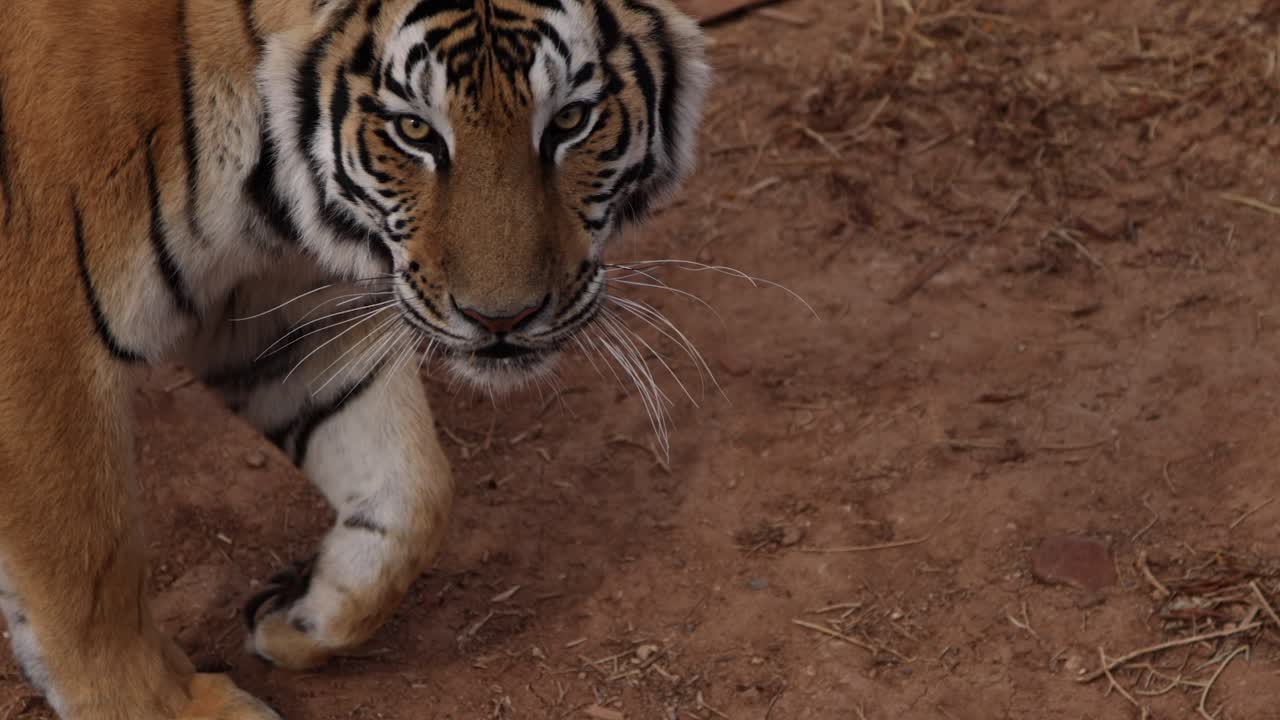 호랑이가 걸어가는 클로즈업 느린 동작