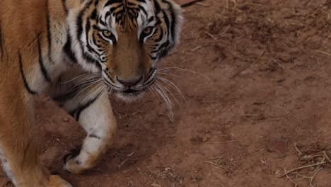 tiger walking closeup slow motion