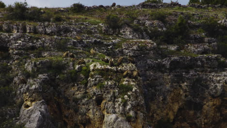 Komitee-Der-Gänsegeier-Auf-Felsiger-Klippe-An-Der-Schlucht-Des-Duraton-River